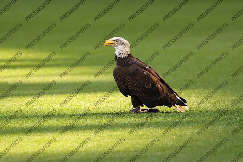 mefi, l'aigle ni 