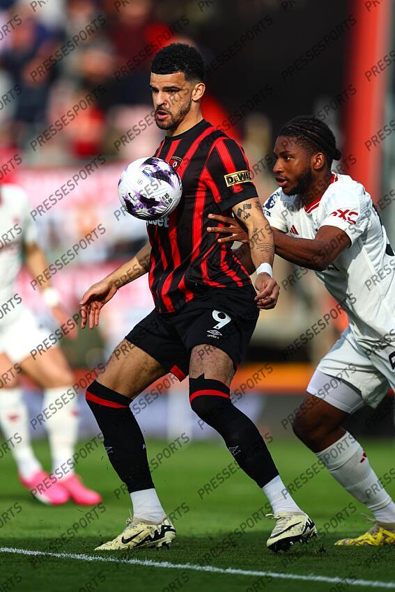 13 April 2024, Bournemouth - Premier League Football - AFC Bournemouth v Manchester United - Dominic Solanke of Bournemouth - Photo: Charlotte Wilson / Offside. BOURNEMOUTH-MANCHESTER UNITED (2-2) 