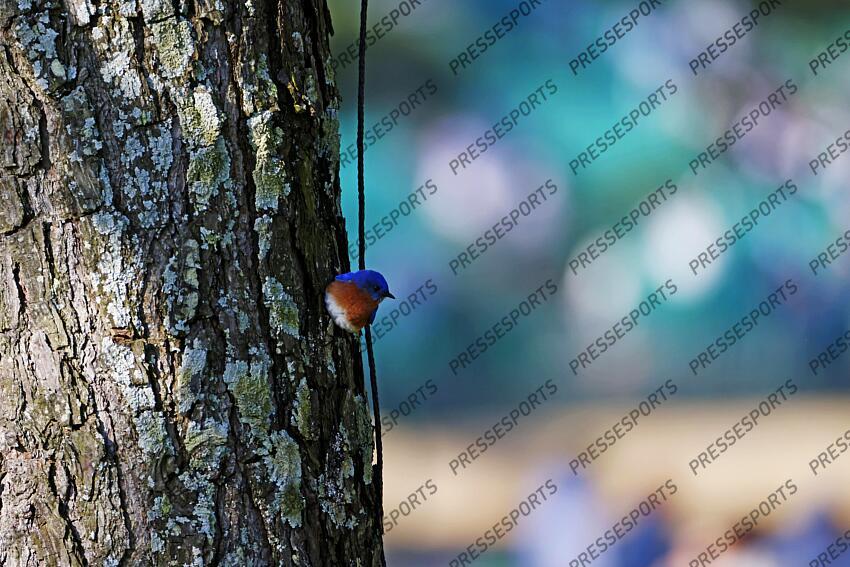 Apr 9, 2025; Augusta, Georgia, USA; An eastern bluebird at the Masters course during a practice round for the Masters Tournament at Augusta National Golf Club. Mandatory Credit: Peter Casey-Imagn Images PGA: Masters Tournament - Practice Round 